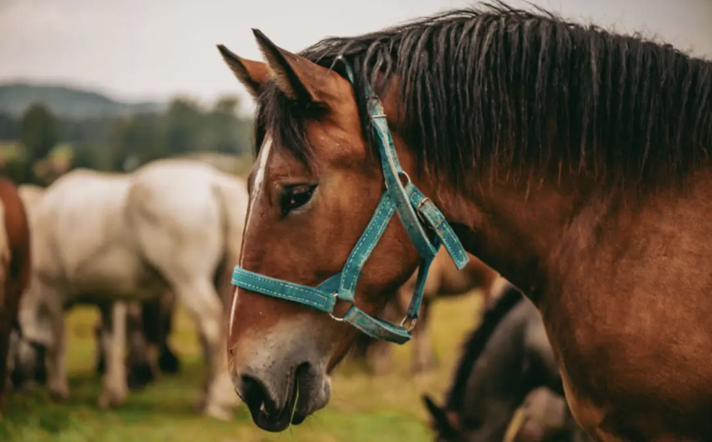 Komunikat o powołaniu Towarzystwo Przyjaciół Toru Służewiec